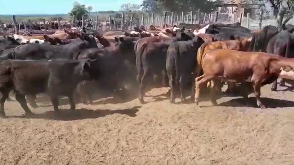 Lote 78 Terneros en San Salvador, Entre Ríos