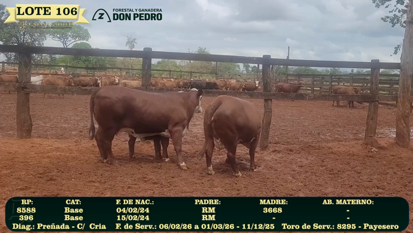 Lote LOTE 106