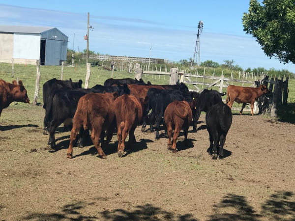 Lote SAENZ VALIENTE, BULLRICH Y Cia. S.A.