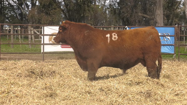 Lote TOROS ANGUS COLORADOS PC