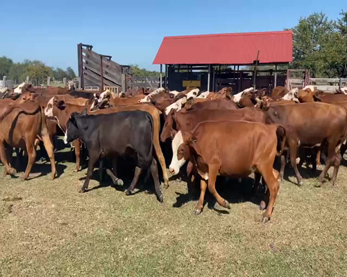 Lote 72 Novillitos en Mte. Caseros, Corrientes