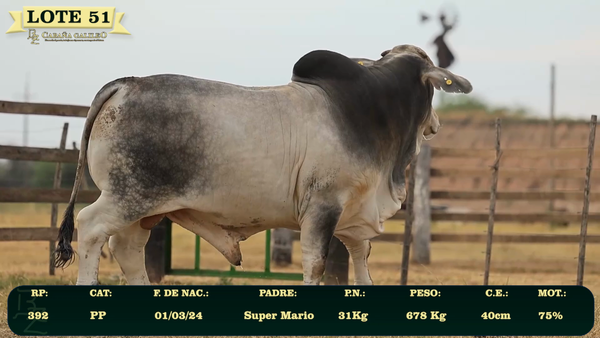 Lote LOTE 51