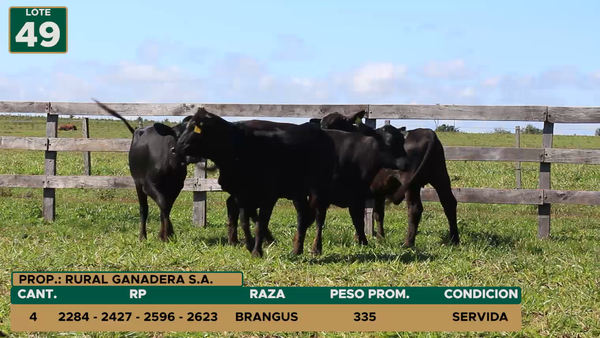 Lote HEMBRAS LOTE 49