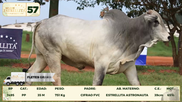 Lote LOTE 57
