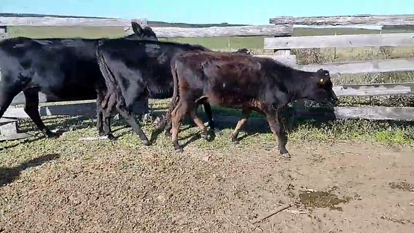 Lote 3 vaquillonas de Gabriel Benedetti y María del Palacio.