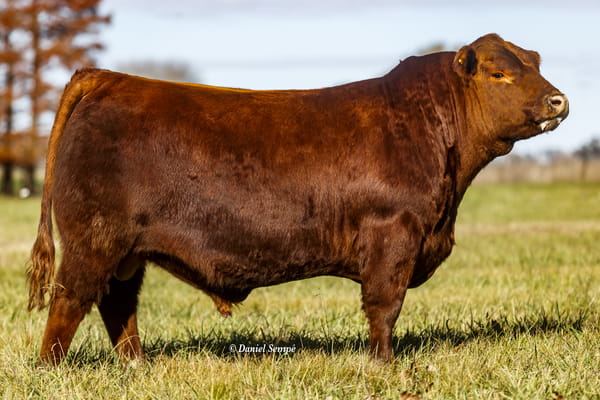 Lote Toro Puro de Pedigree Colorado