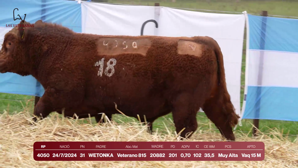 Lote Lote 6 Toros - RP 4050