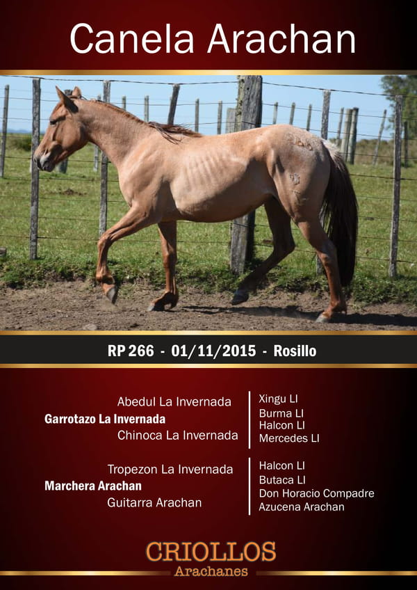 Lote Canela Arachán - RP 266
