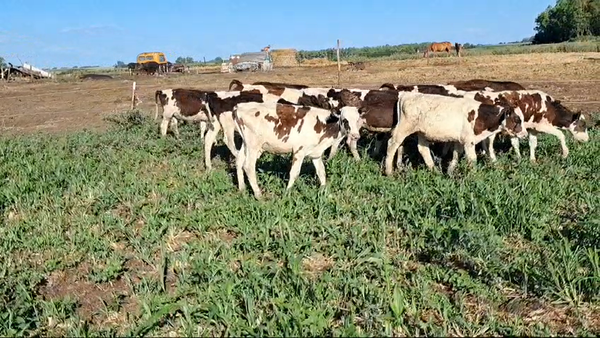 Lote TERNEROS HOLANDO