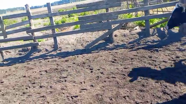 Lote 40 Novillo Gordo en Cabrero, VIII Región Biobío