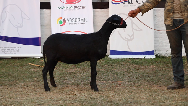 Lote Lote 11 - Ovinos