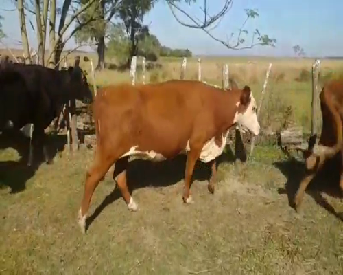 Lote 35 Vacas de invernar en Concepción, Corrientes