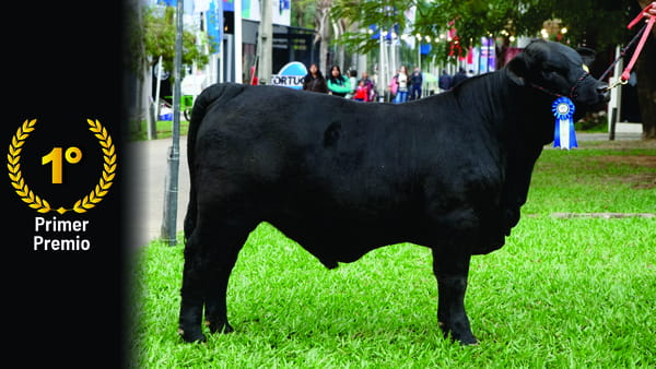 Lote Brangus a Bozal Expo 2022 RP 1127- Lote 10