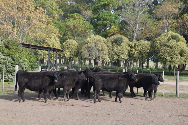 Lote CABAÑA “COEMBOTÁ” de Calderón Vientres Generales Negras Preñadas