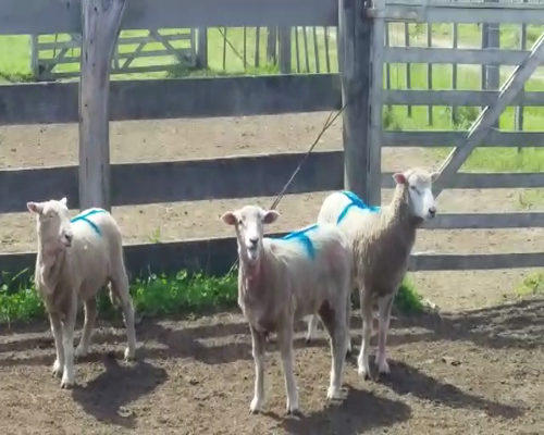 Lote (Vendido)3 Corderos 35kg -  en PARAJE ZUNIN