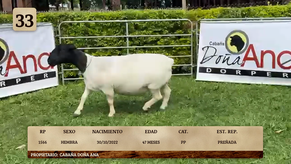 Lote LOTE 33