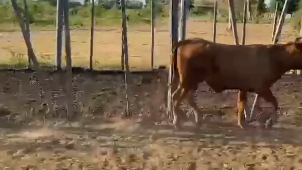 Lote 80 Vaquillonas en Palo Santo, Formosa