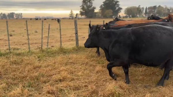 Lote 28 Vacas CUT con cría