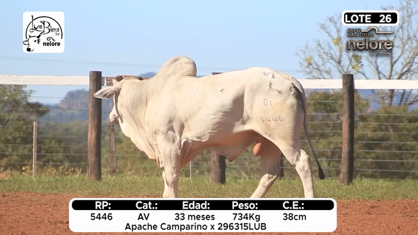 Lote Nacional Nelore Campo - Lote 26