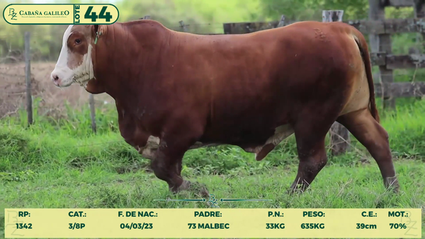 Lote LOTE 44