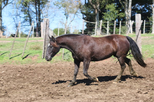 Lote PULPERA DEL CONVENTOS