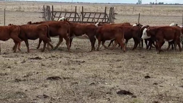 Lote 15 Terneras Braford en Egusquiza, Santa Fe