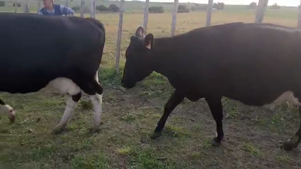 Lote (Vendido)3 Vacas de Invernada HOLANDO 600kg - , San José