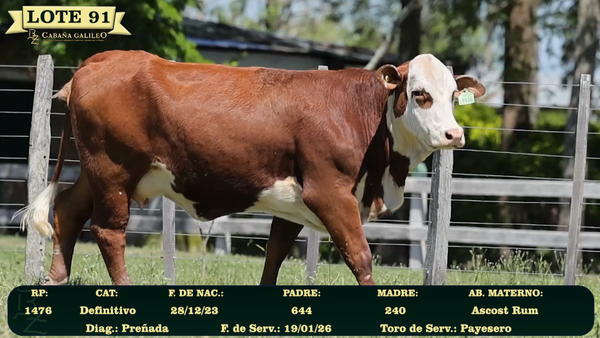 Lote LOTE 91