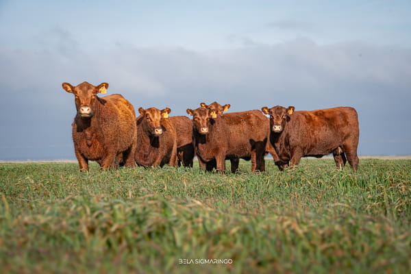 Lote VAQ. ANGUS COLORADAS  MAS C/GTÍA DE PREÑEZ