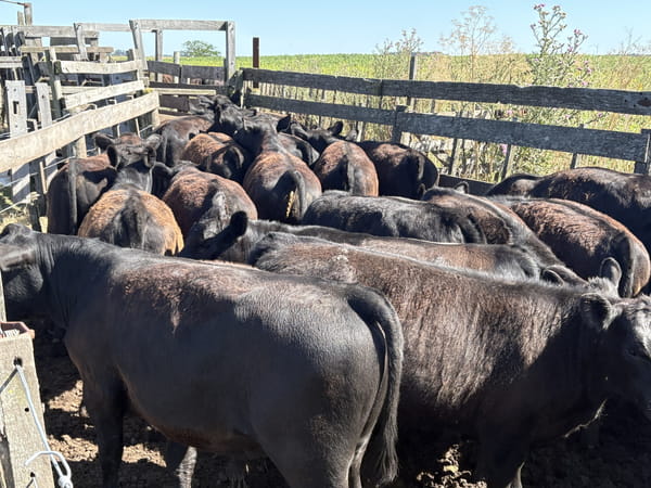 66 Terneros/as en Buenos Aires, Necochea