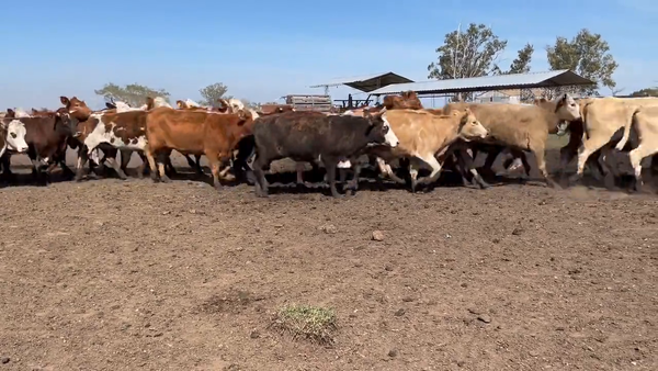 Lote Vacas Preñadas