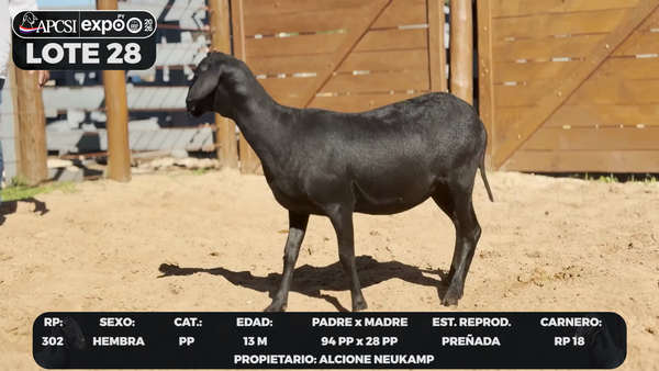 Lote LOTE 28 - CAMPO