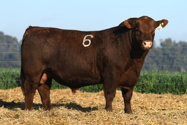 Lote TORO ANGUS PC