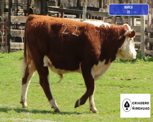 Lote 1 Toro en Coyhaique, XI Región Aysén