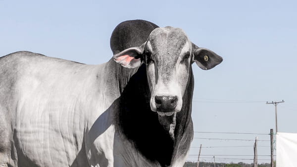 Lote LOTE 63