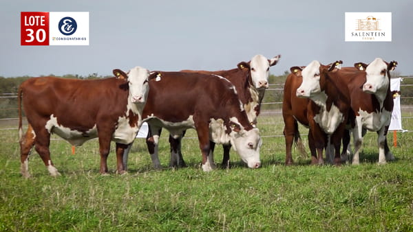 Lote LOTE 30 - VAQUILLAS BRAFORD PLANTELERAS SEÑAL ´18 PREÑADAS IATF