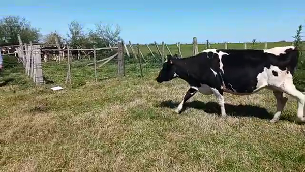 Lote 5 Vacas de Invernada HOLANDO 500kg - , San José