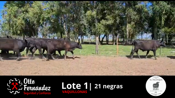 Lote LOTE 1 TATUADAS SIN SERVICIO