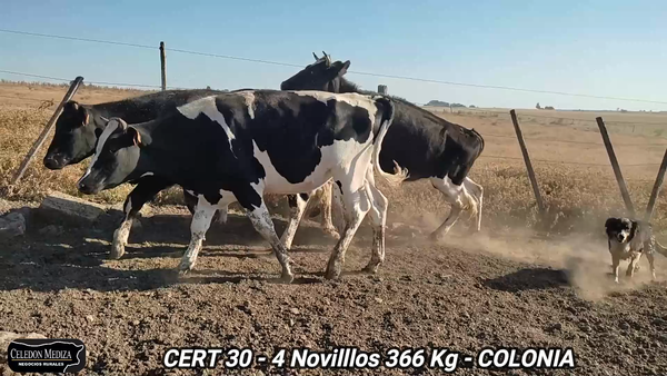 Lote 4 Novillos 1 a 2 años en Colonia