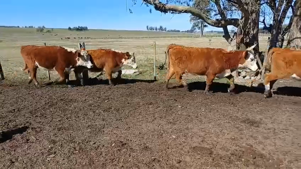 Lote 30 Vaquillonas sin servicio 27 HE,  3 HE X RA 250kg -  en A 3KM DEL KM250 DE RUTA 8, A 9KM DE VARELA