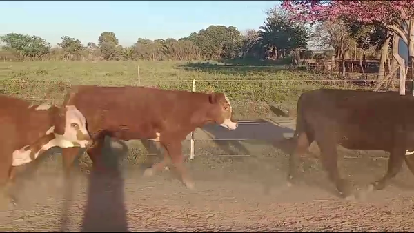 Lote 32 Novillos Braford en Virginia, Santa Fe