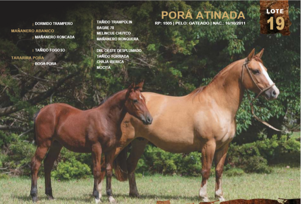 Lote PORÁ ATINADA