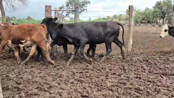 Lote 168 Vaquillonas en Salta, J. V. Gonzalez