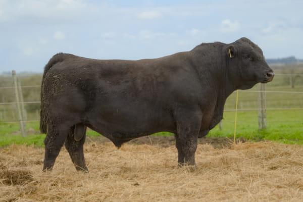 Lote RP 388