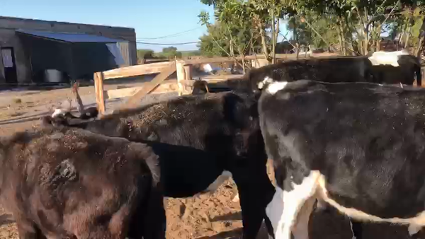 Lote 22 Terneros y Terneras Holando Angus y Hereford en Pavón