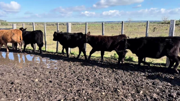 Lote TERNERAS