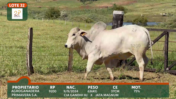 Lote 2P PRIMAVERA