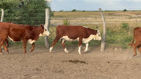 Lote 145 Terneros/as