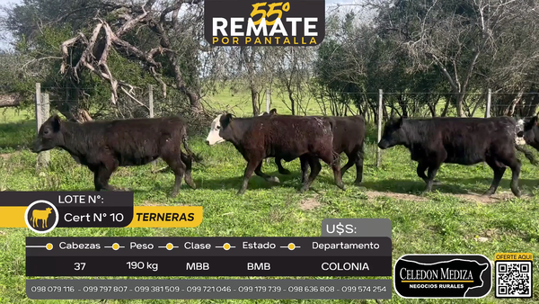 Lote 37 Terneras en Cueva del Tigre, Colonia