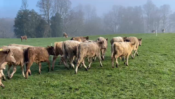 Lote 30 Ternero en Lago Ranco, XIV Región Los Ríos